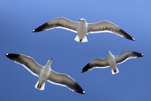 trio-of-seagulls-in-flight-robert-jensen